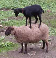 sheep_goat